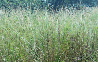 Indiangrass (Potted)