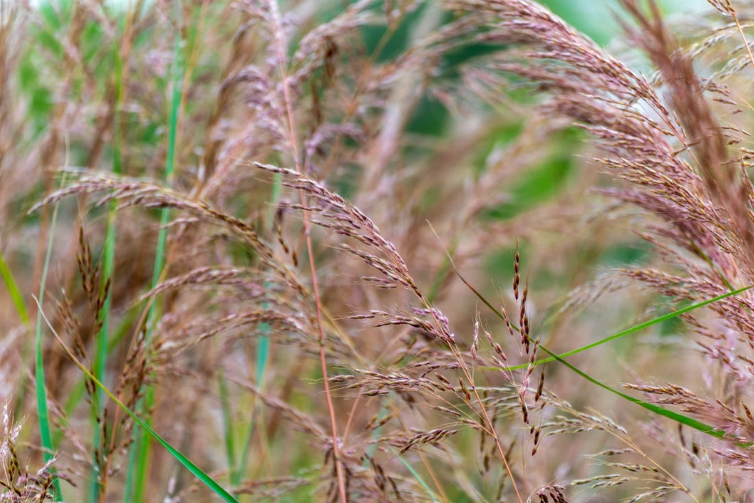 Indiangrass (Potted)