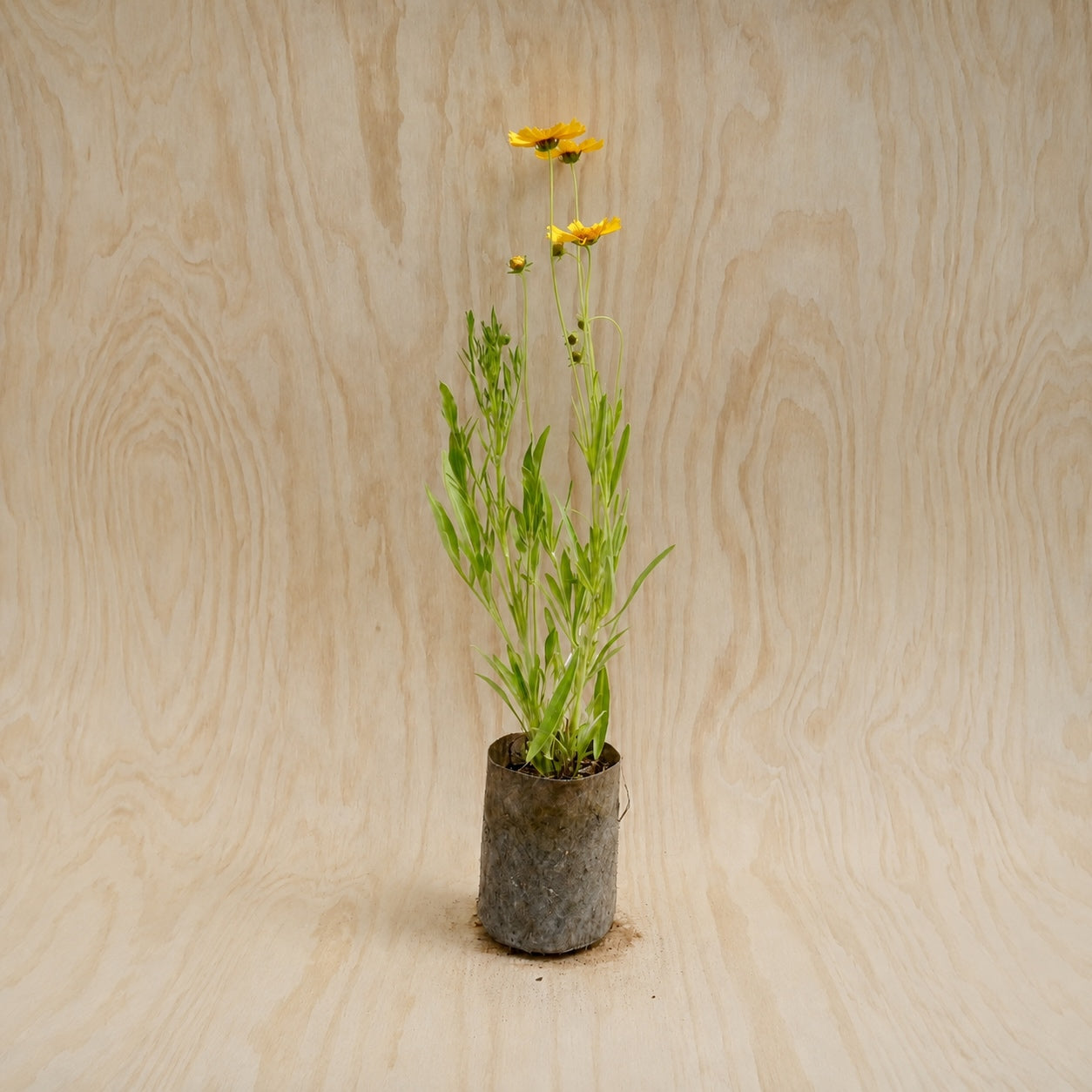 Coreopsis, Lance-Leaf (Potted)