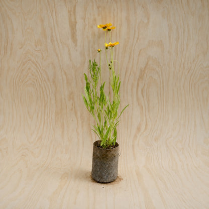Coreopsis, Lance-Leaf (Potted)