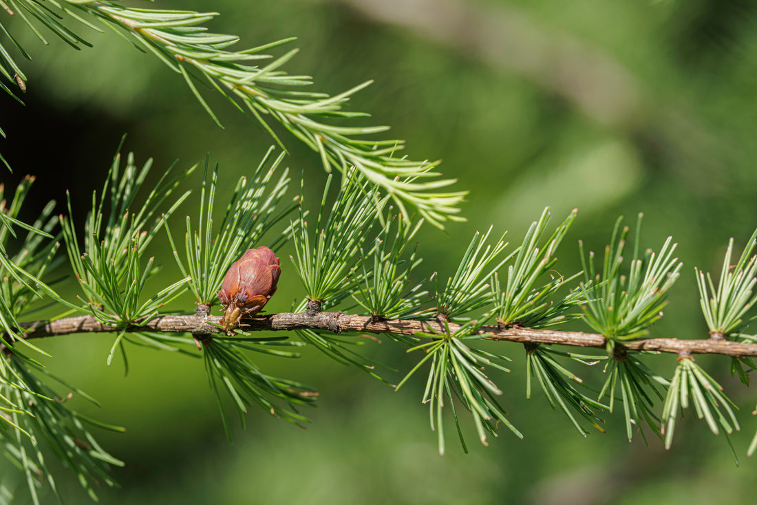 Close up of Larix laricina cone