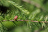 Close up of Larix laricina cone
