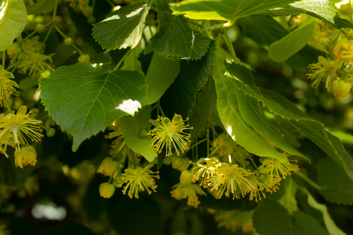 American Linden (Bareroot)