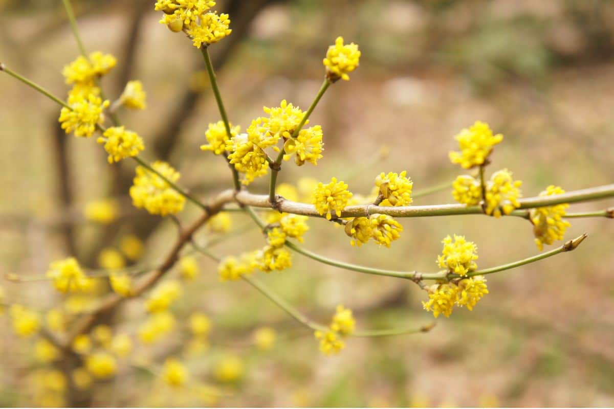 Spicebush (Potted)