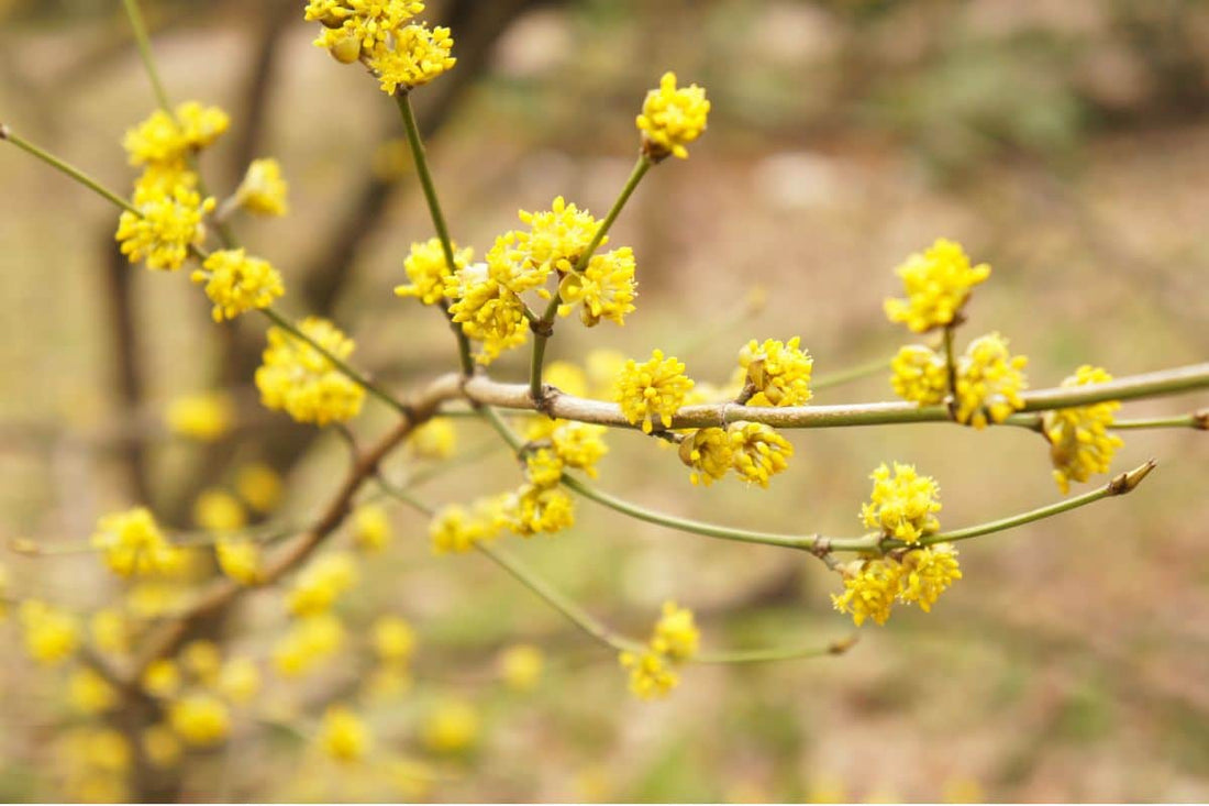 Spicebush (Bareroot)