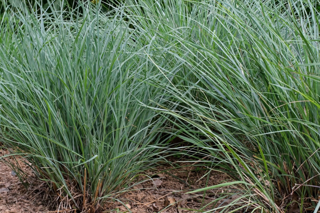 Bluestem, Little (Potted)