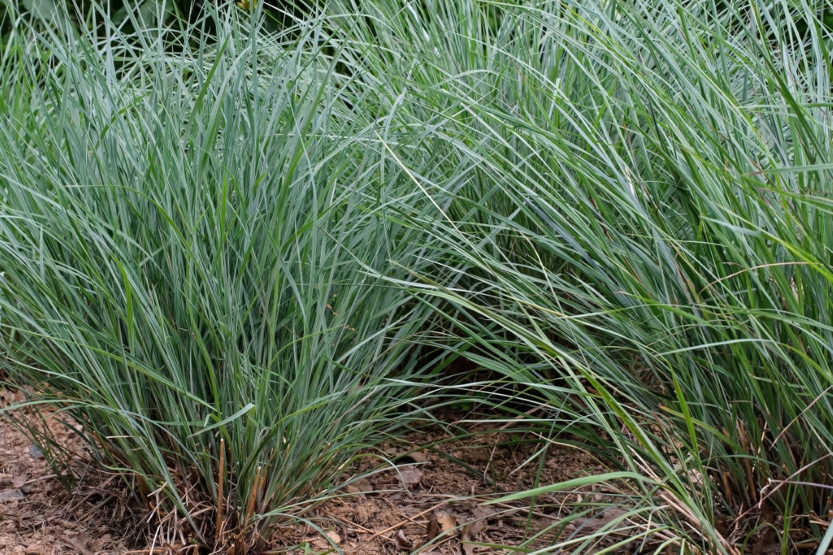 Bluestem, Little (Potted)