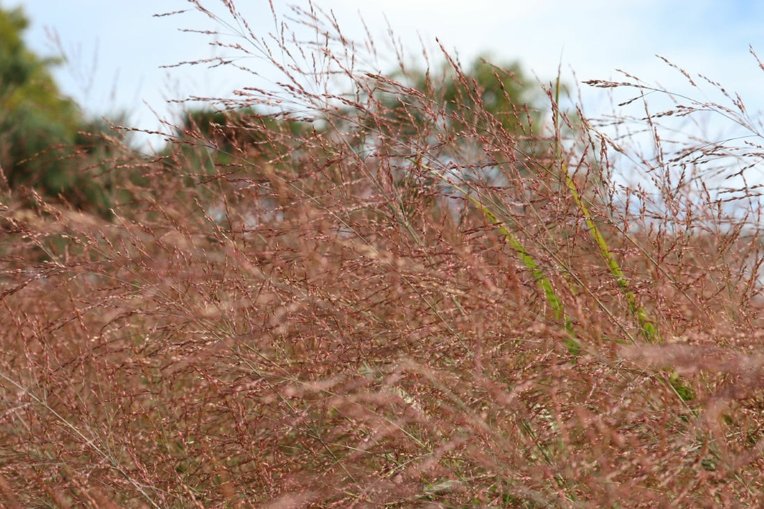 Bluestem, Little (Potted)