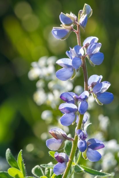 Lupine, Sundial (Potted)