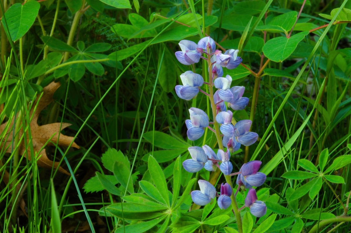 Lupine, Sundial (Potted)