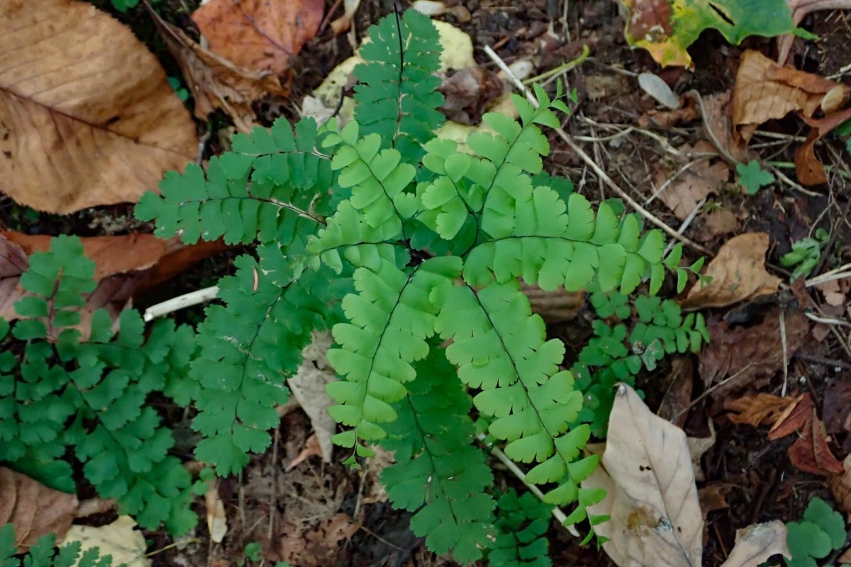 Fern, Maidenhair (Potted)