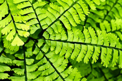 Fern, Maidenhair (Potted)