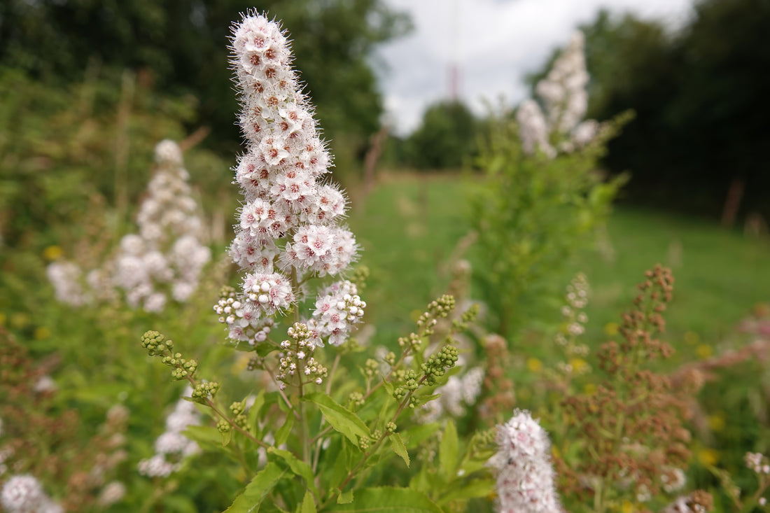 Meadowsweet (Potted)
