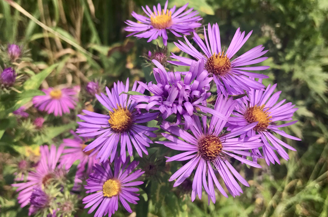 Aster, New England (Potted)