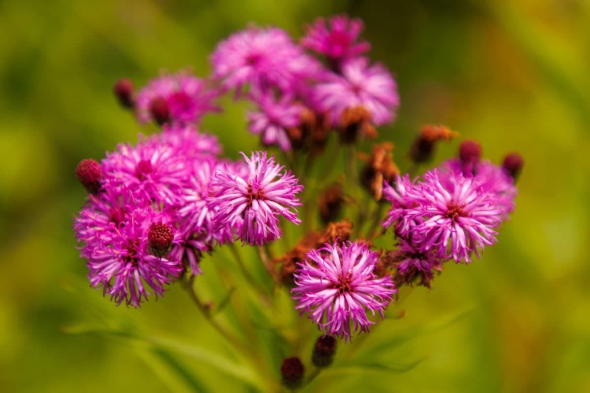 Ironweed, New York (Potted)