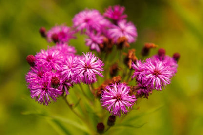 Ironweed, New York (Potted)