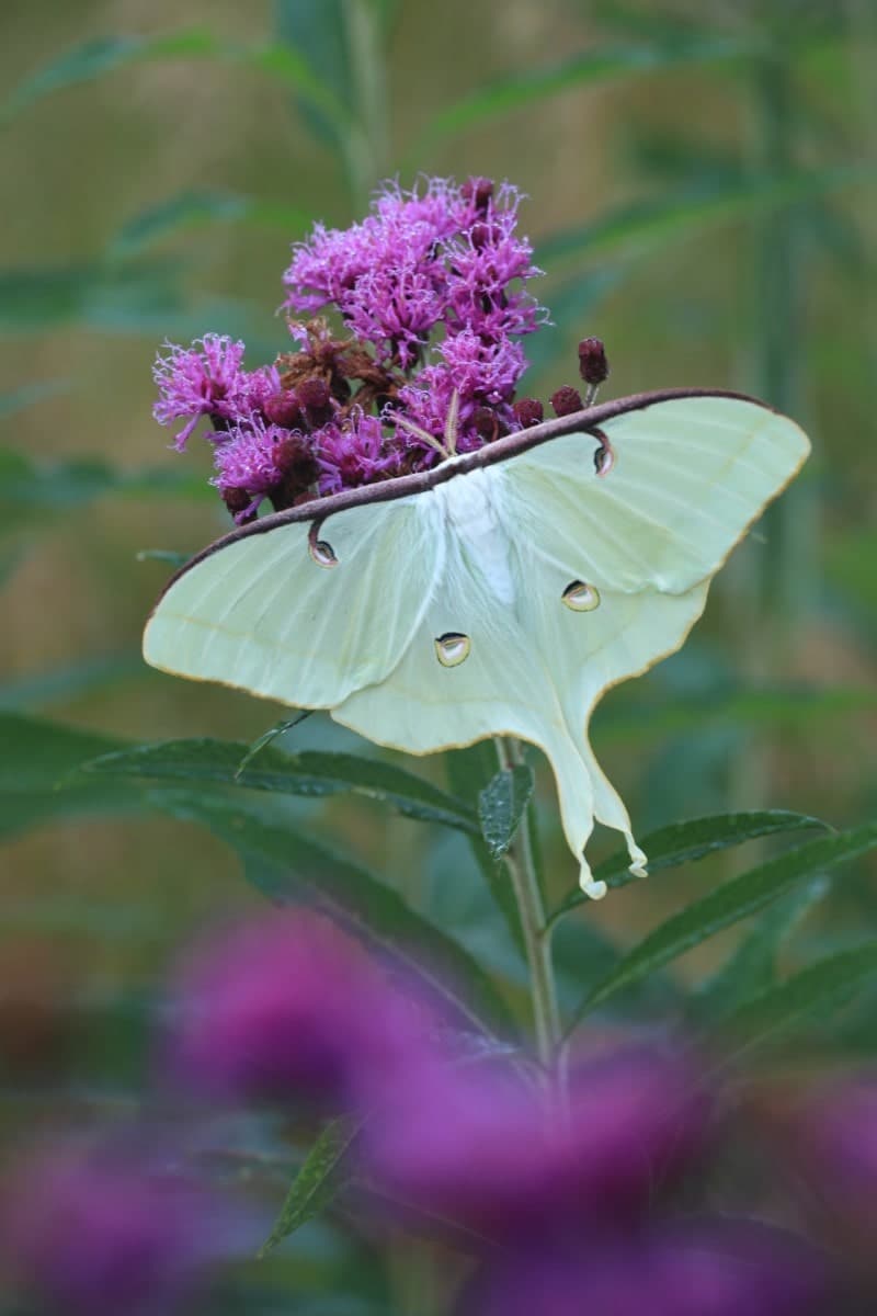 Ironweed, New York (Potted)