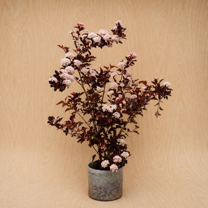 Ninebark (Potted)