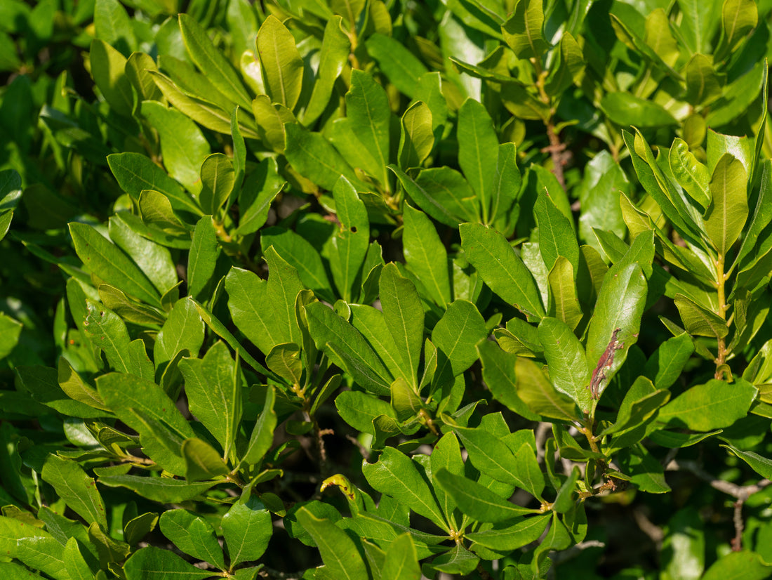 Close-up of the leaves of Morella pensylvanica