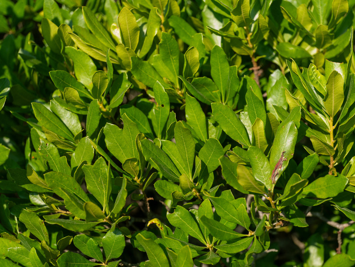 Close-up of the leaves of Morella pensylvanica