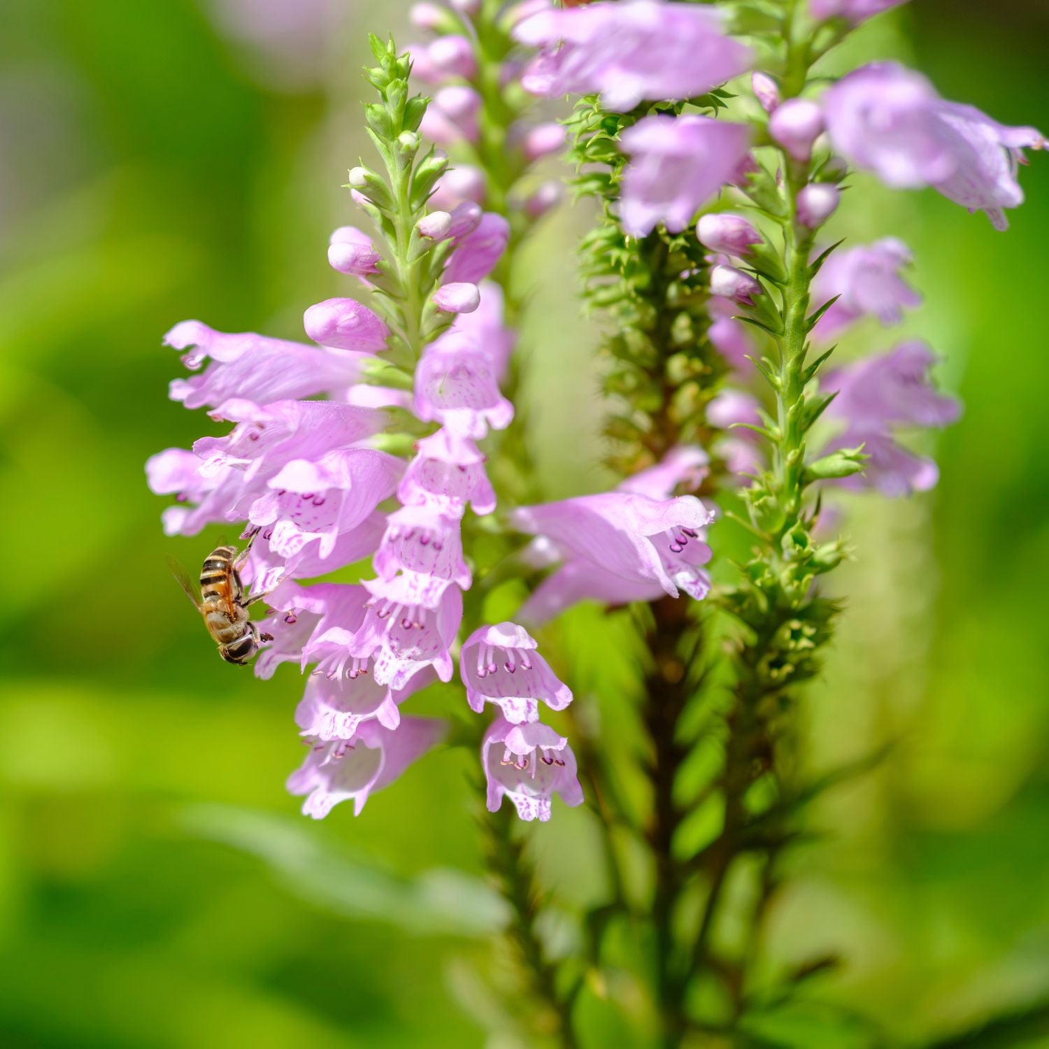 Obedient plant (Potted)