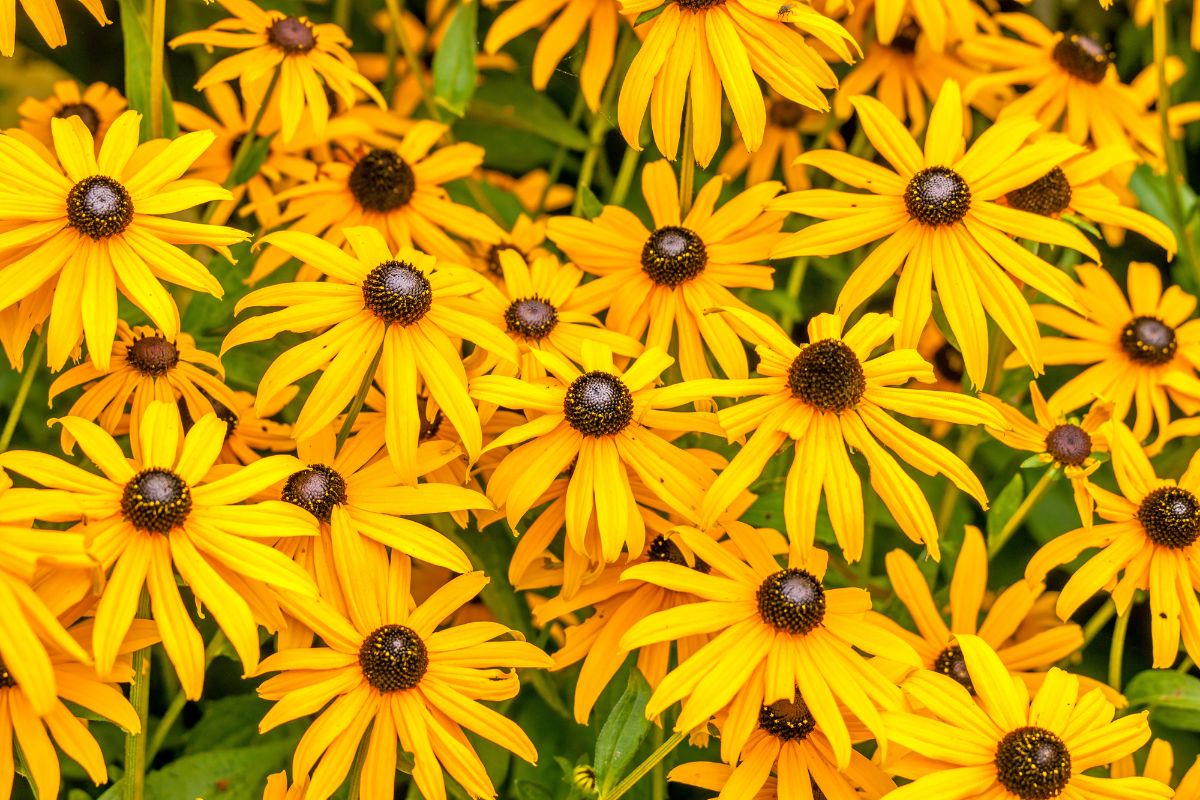 Orange Coneflower (Potted)