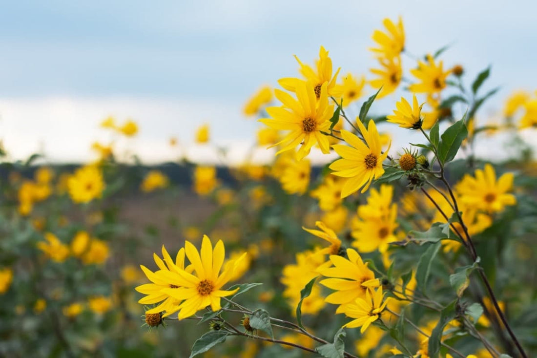 Sunflower, Oxeye (Potted)