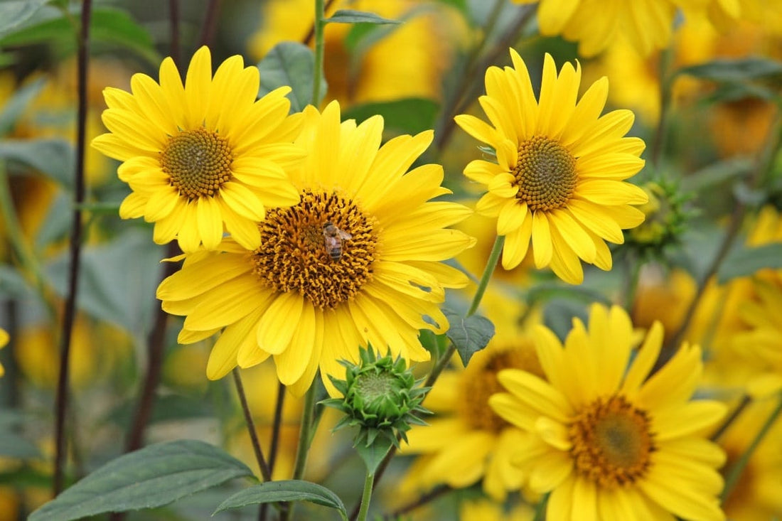 Sunflower, Oxeye (Potted)