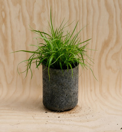 Sedge, Pennsylvania (Potted)