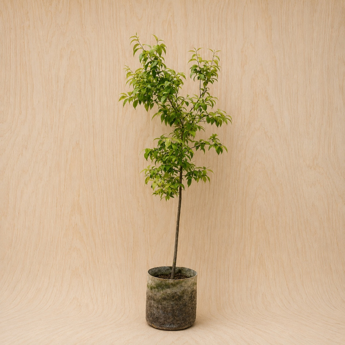 Plum, American (Potted)