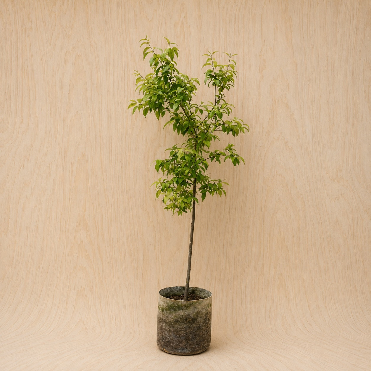 Plum, American (Potted)