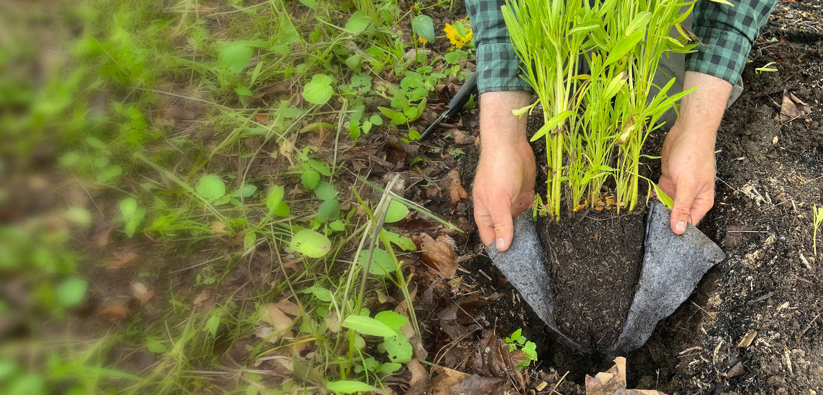 Potted Native Trees & Shrubs | Root-Prune Pouch & Plastic Tree Pots ...