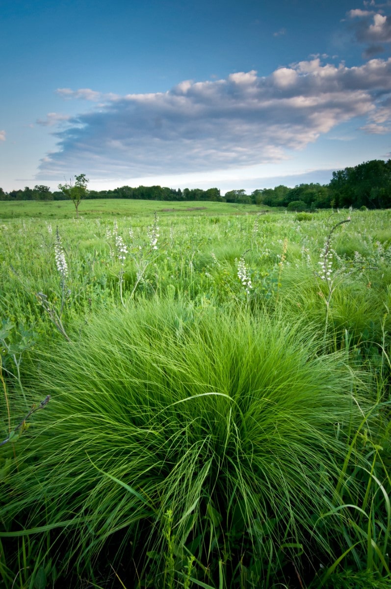 Prairie Dropseed (Potted)