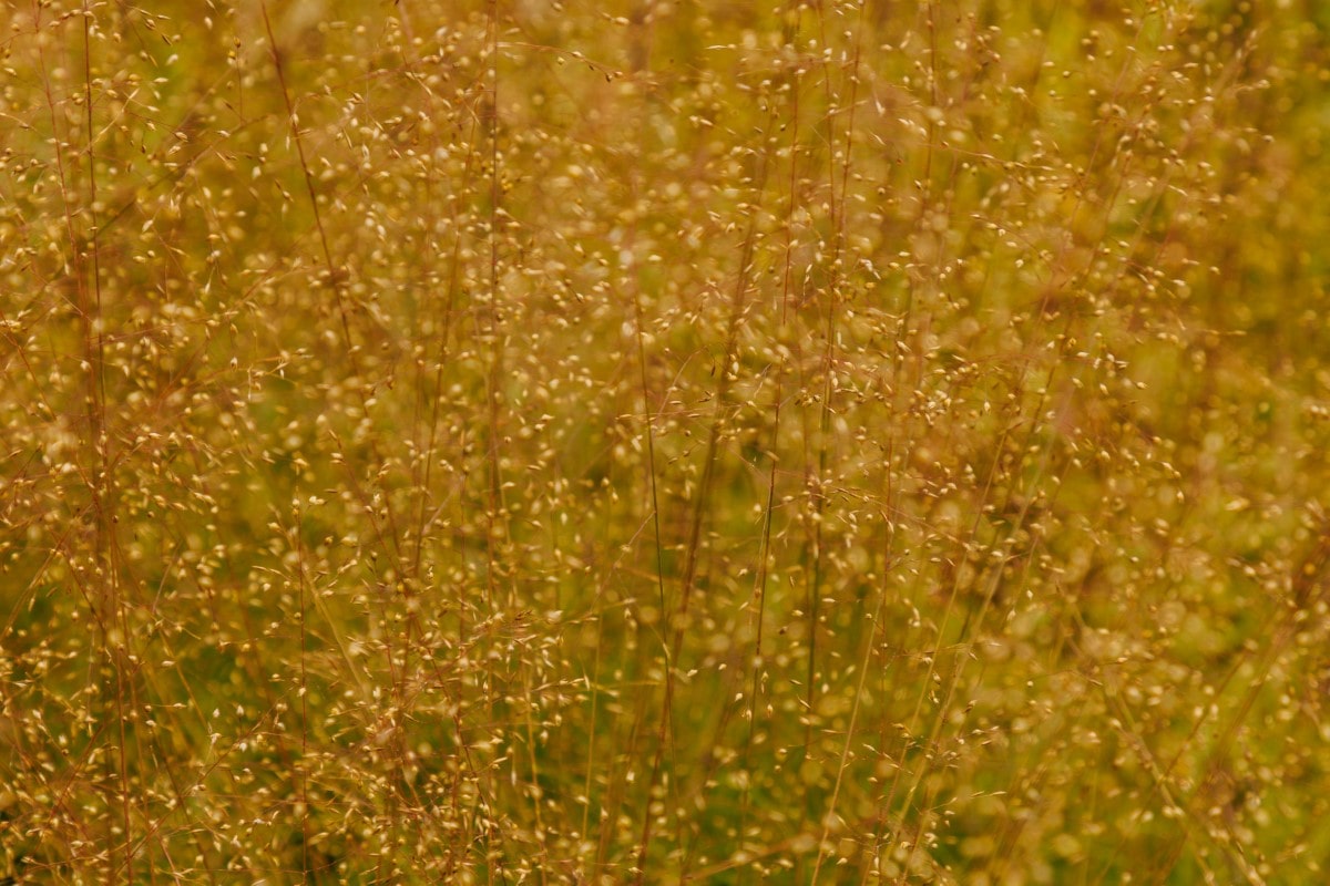 Prairie Dropseed (Potted)