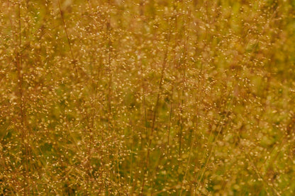 Prairie Dropseed (Potted)