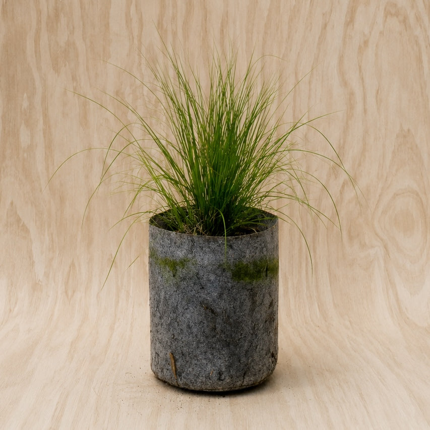Prairie Dropseed (Potted)