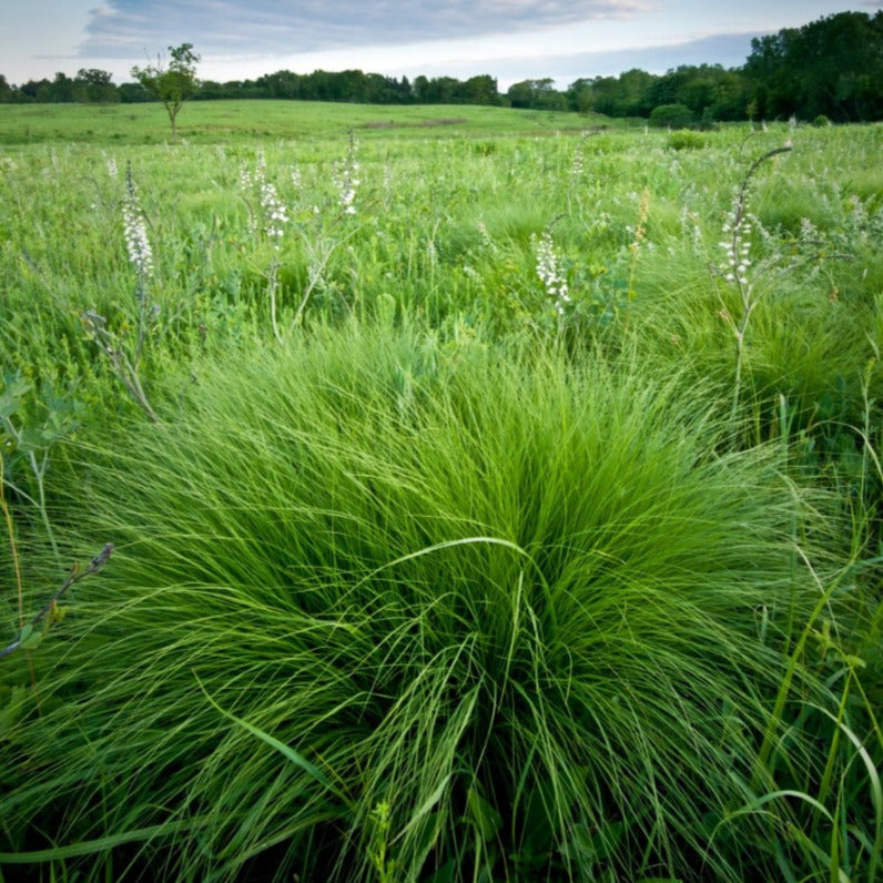 Prairie Dropseed (Potted)
