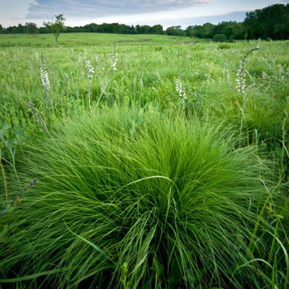 Prairie Dropseed (Potted)