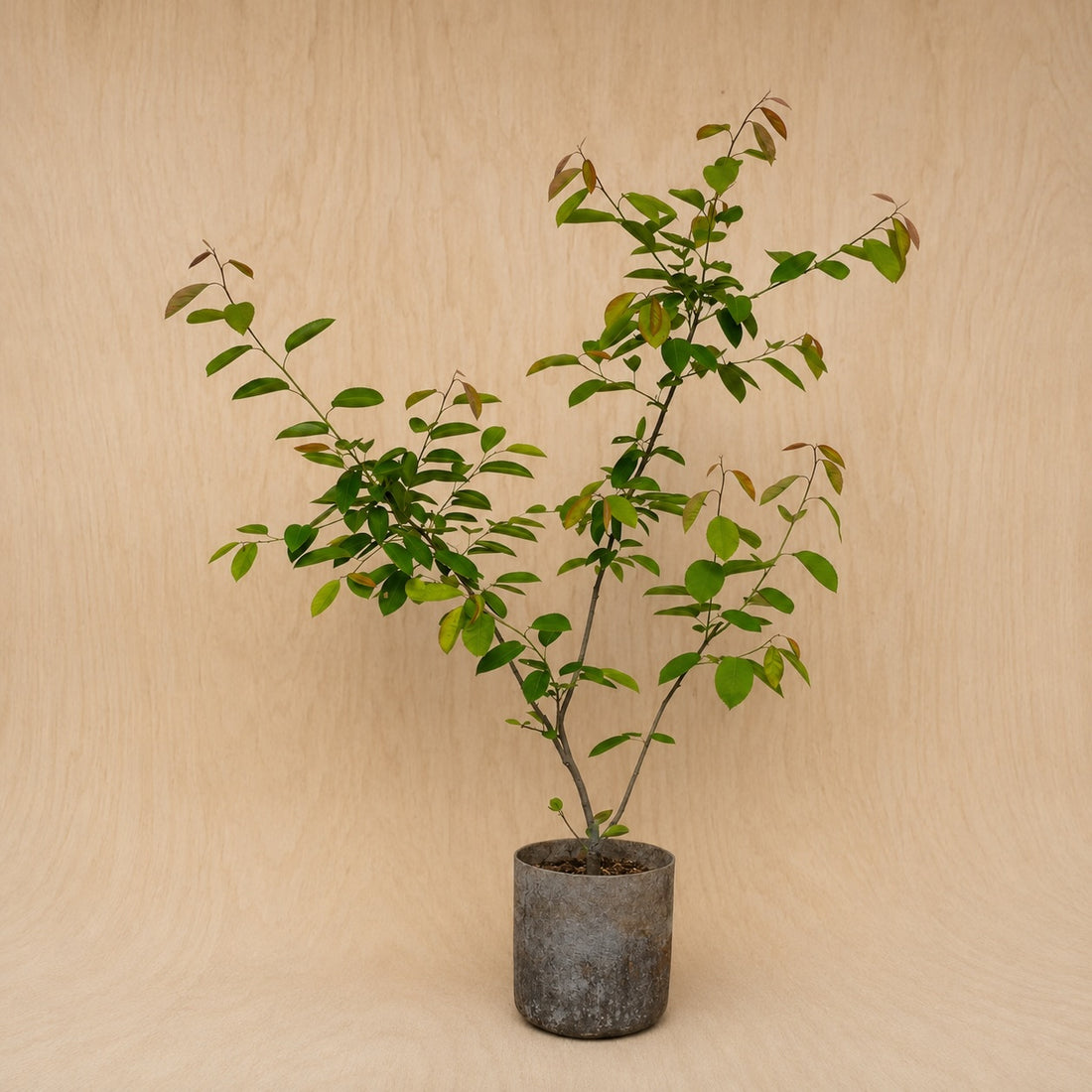 Serviceberry (Potted)