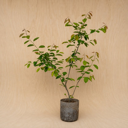 Serviceberry (Potted)