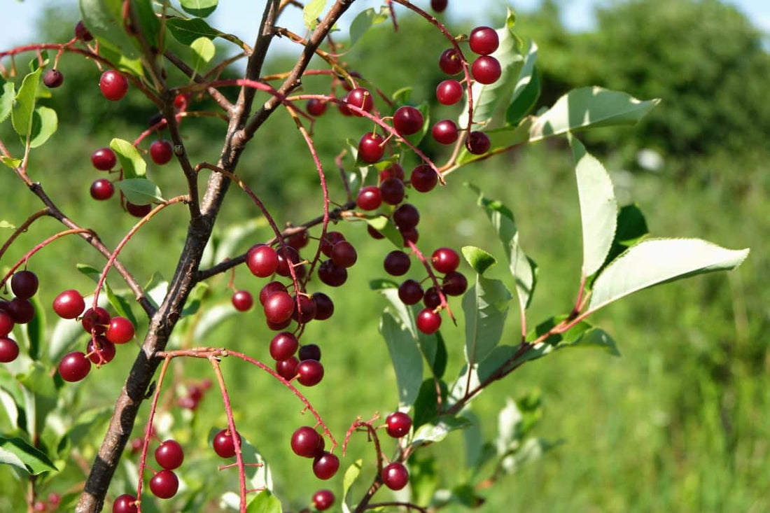 Chokecherry (Potted)