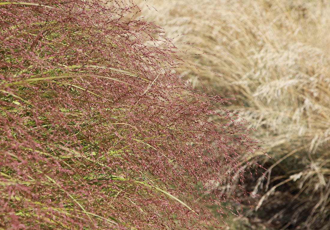 Purple Lovegrass (Potted)