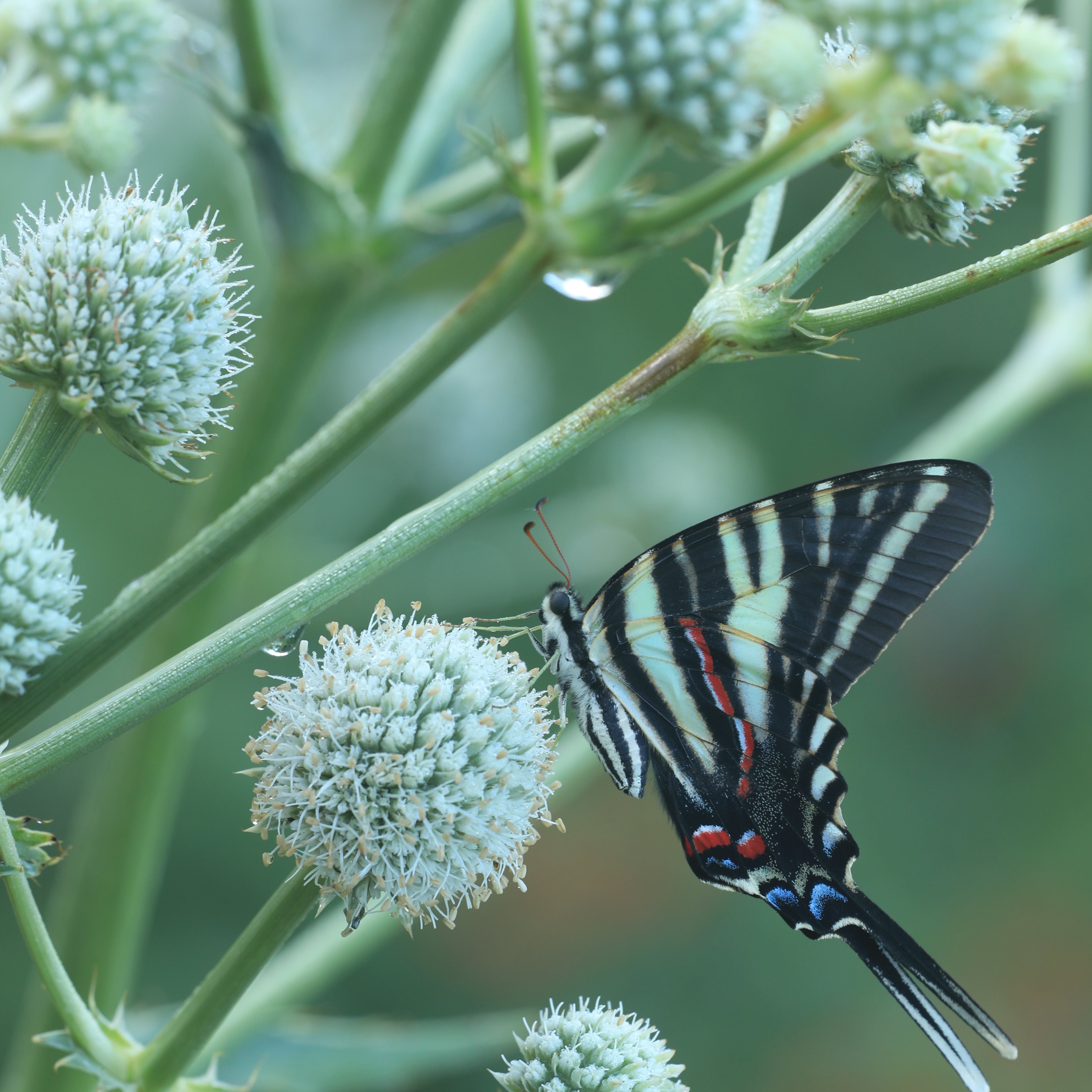Rattlesnake Master (Potted)