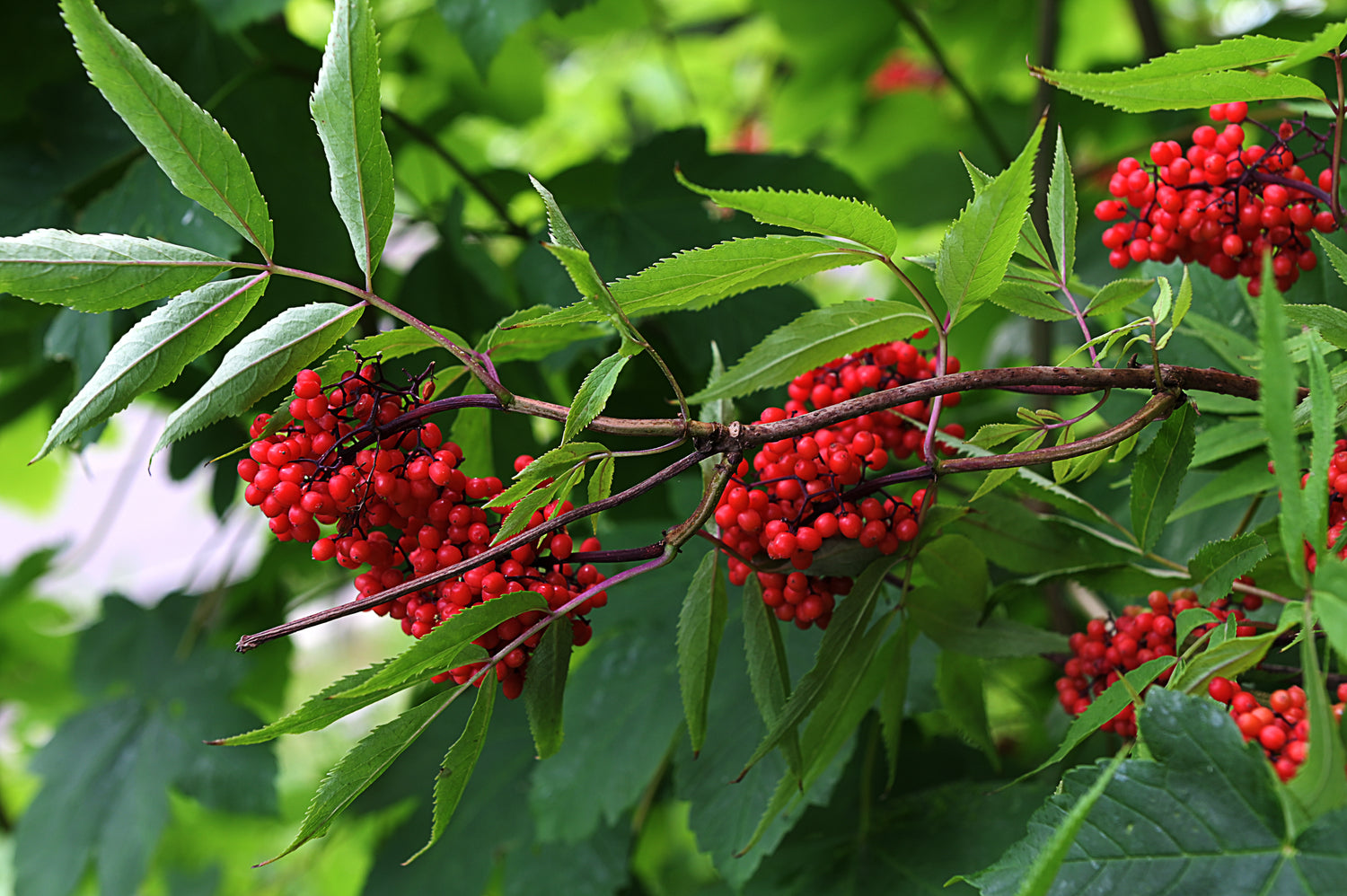 Elderberry, Red (Potted)
