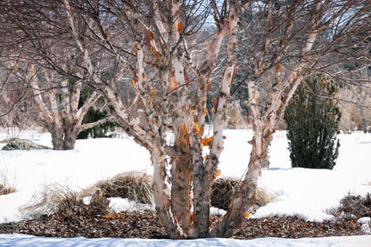 Birch, River (Potted)