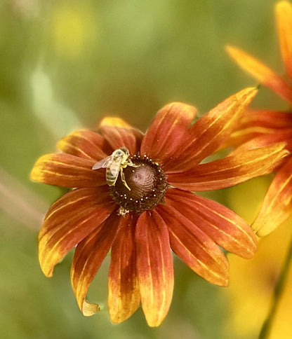 Black-Eyed Susan (Potted)