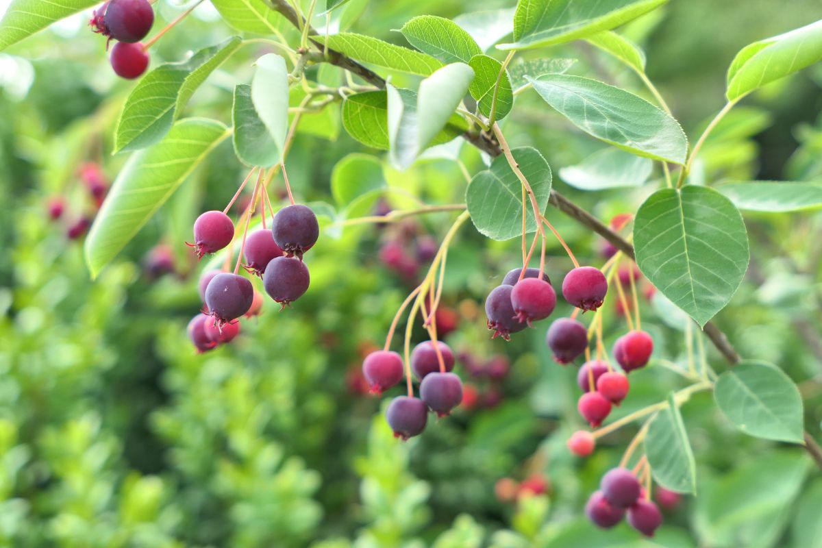 Serviceberry (Potted)