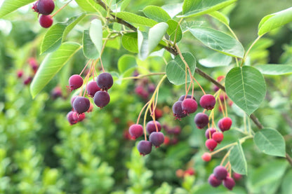 Serviceberry (Potted)