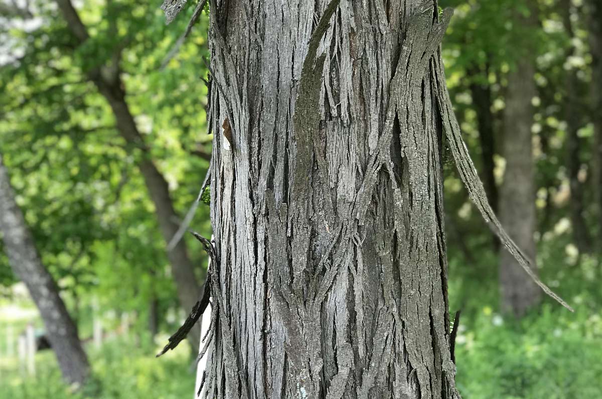 Hickory, Shagbark (Bareroot)
