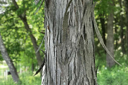 Hickory, Shagbark (Bareroot)